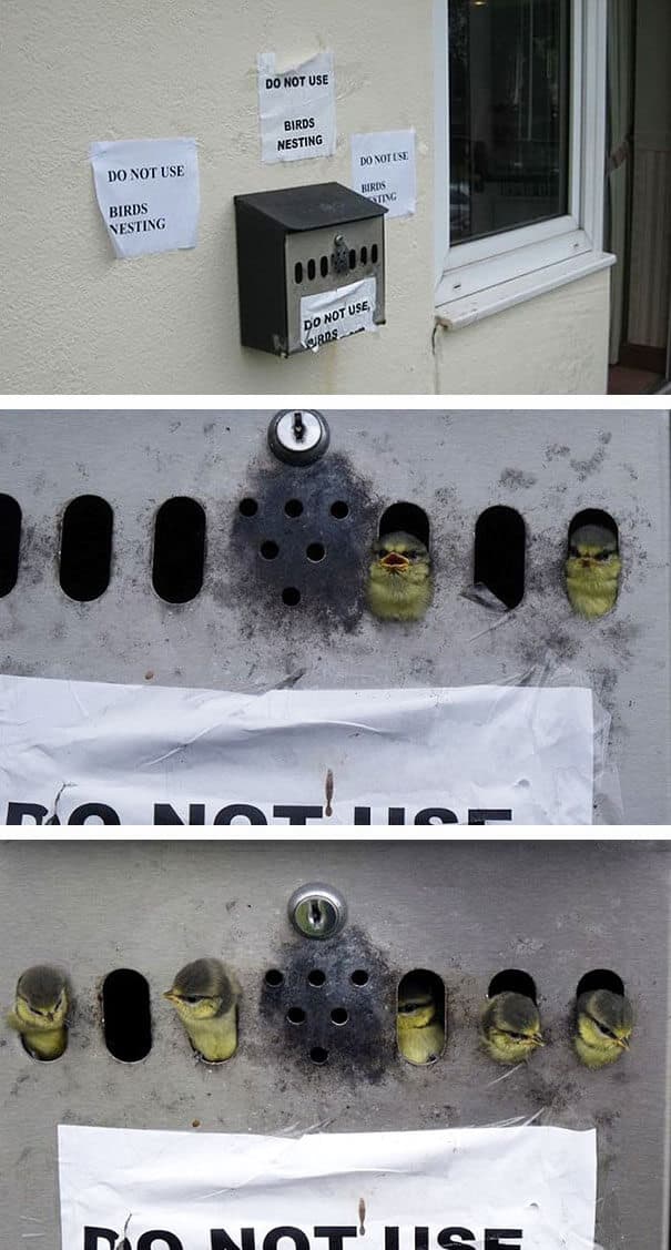 nids d'oiseaux, lieux insolites