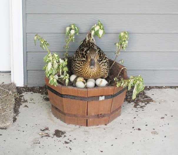 nids d'oiseaux, lieux insolites