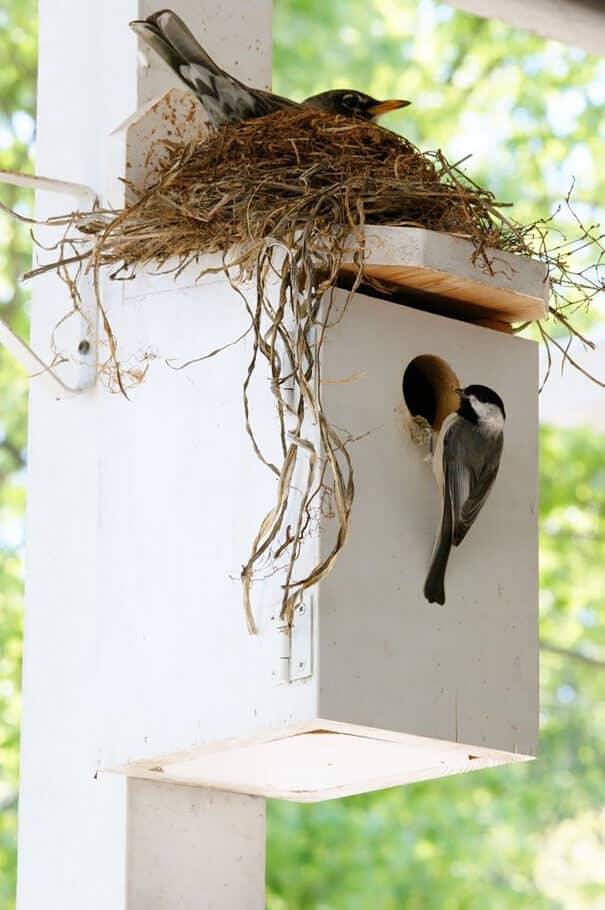 nids d'oiseaux, lieux insolites