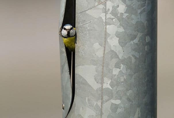 nids d'oiseaux, lieux insolites