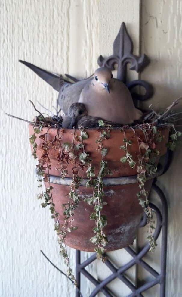 nids d'oiseaux, lieux insolites