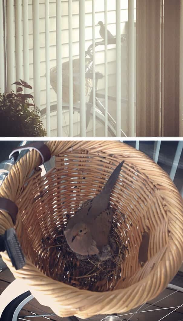 nids d'oiseaux, lieux insolites