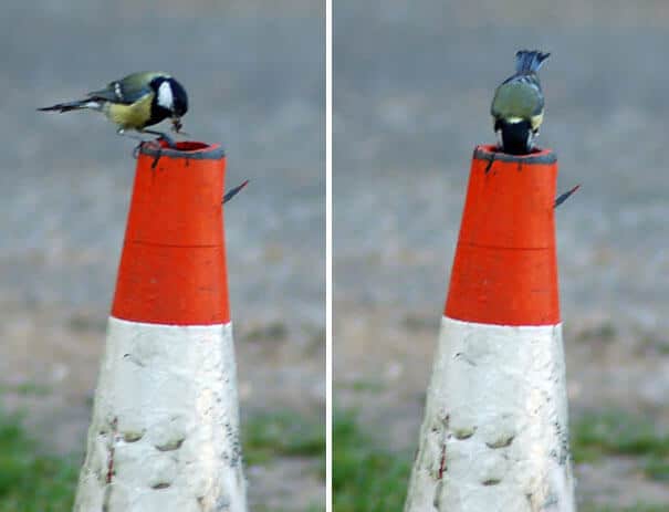 nids d'oiseaux, lieux insolites