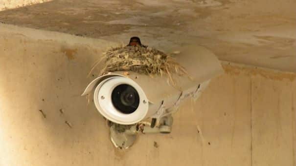 nids d'oiseaux, lieux insolites