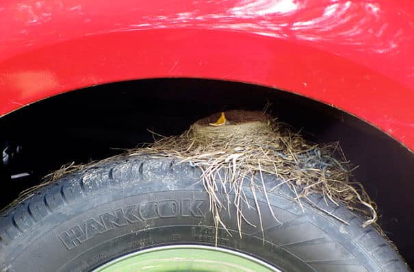 nids d'oiseaux, lieux insolites