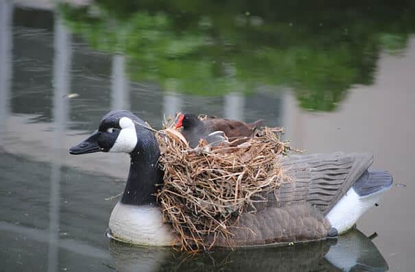 nids d'oiseaux, lieux insolites
