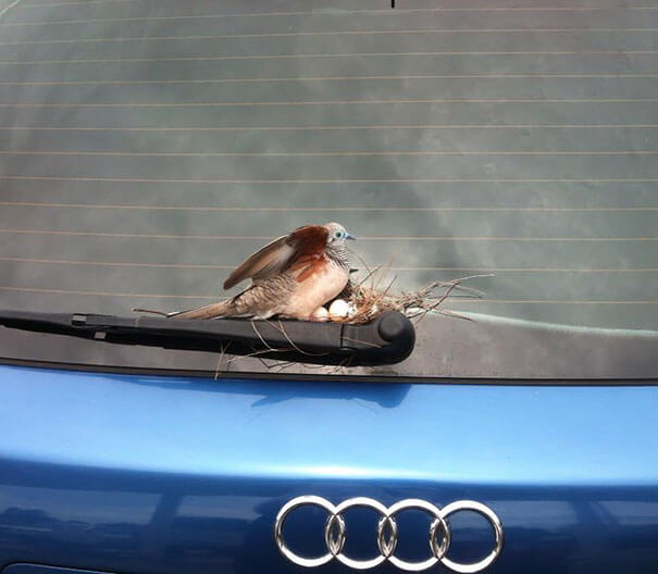 nids d'oiseaux, lieux insolites
