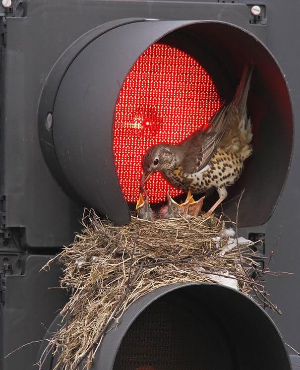 nids d'oiseaux, lieux insolites