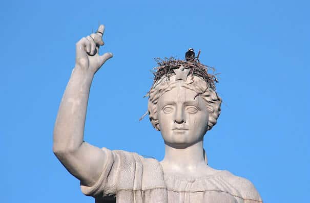 nids d'oiseaux, lieux insolites
