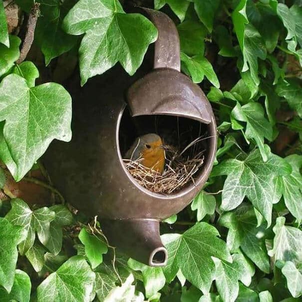 nids d'oiseaux, lieux insolites