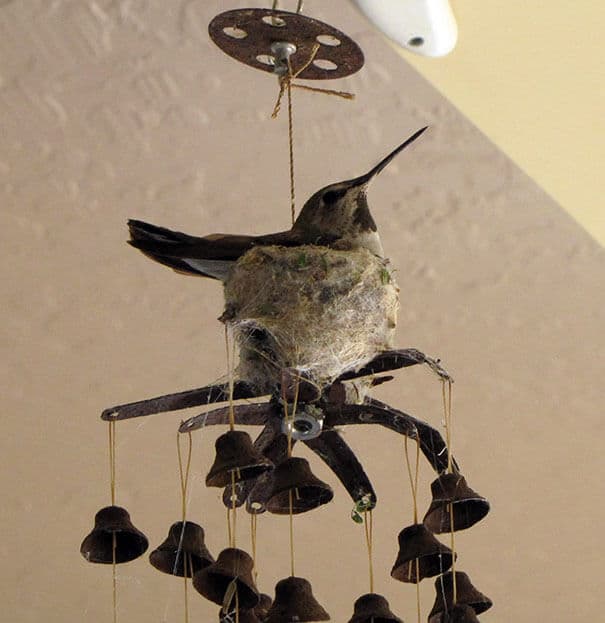 nids d'oiseaux, lieux insolites
