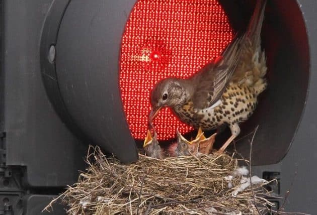 nids d'oiseaux, lieux insolites