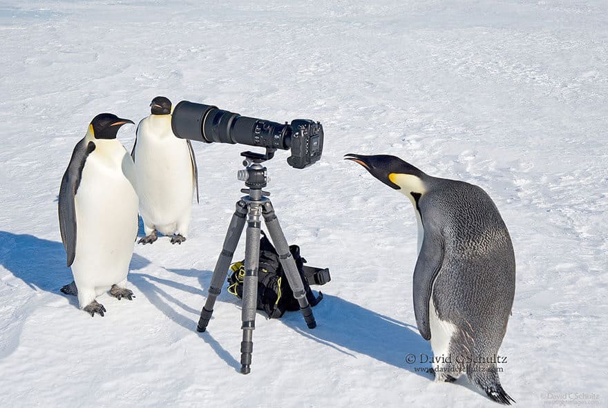animaux apprentis photographes
