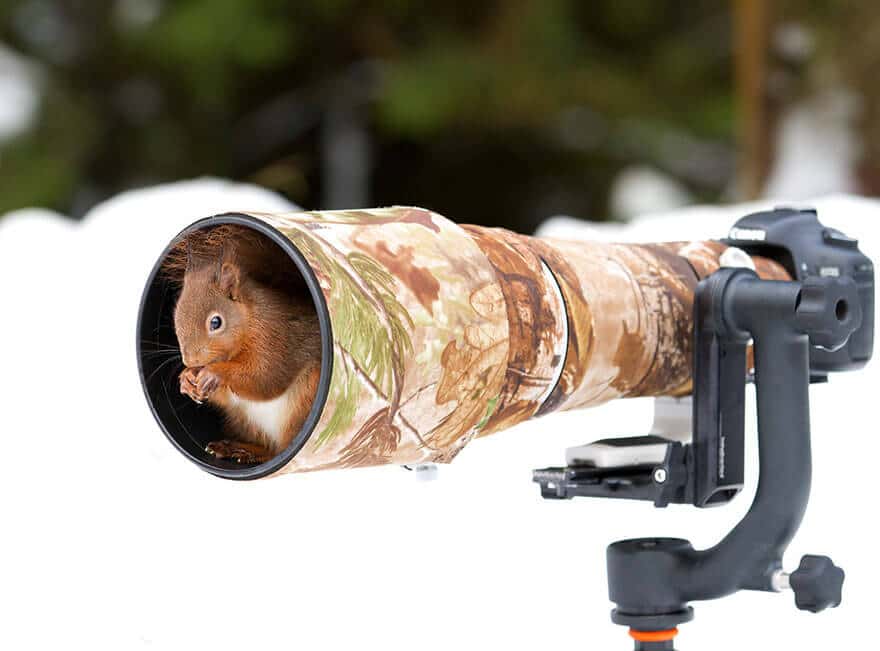 animaux apprentis photographes