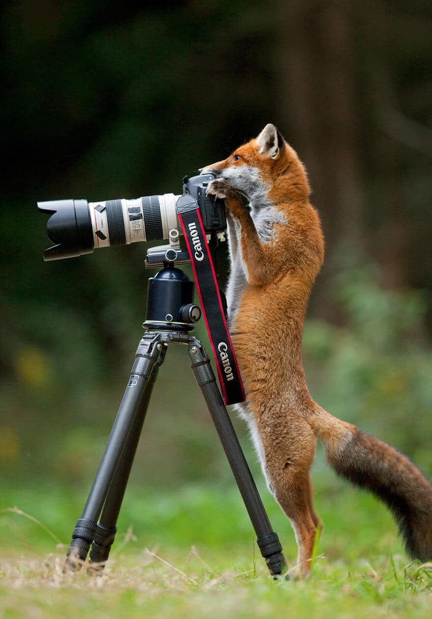 animaux apprentis photographes