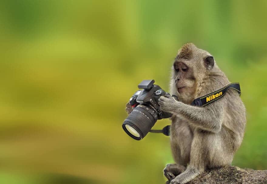 animaux apprentis photographes
