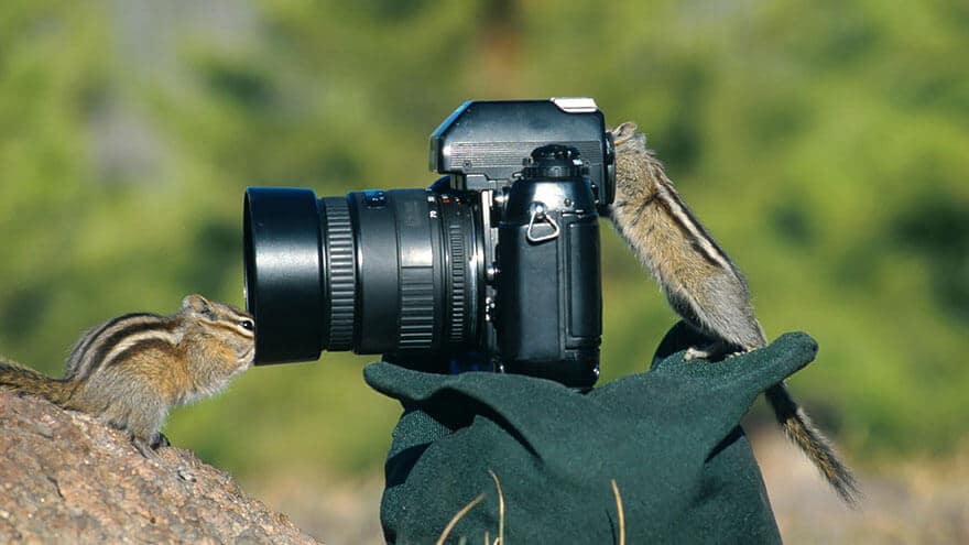 animaux apprentis photographes