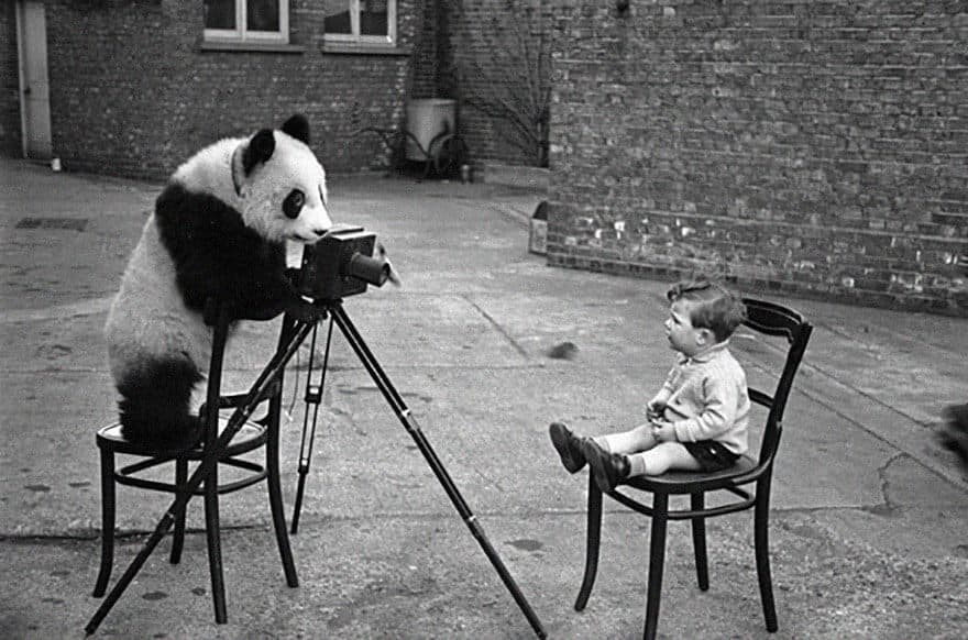 animaux apprentis photographes