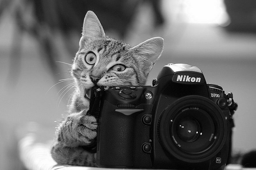 animaux apprentis photographes
