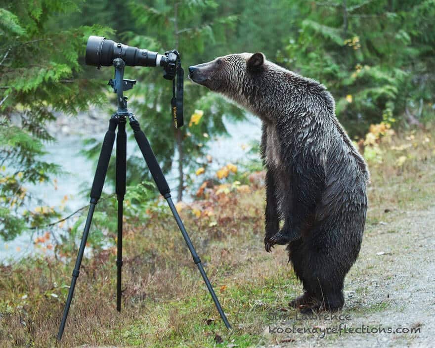 animaux apprentis photographes