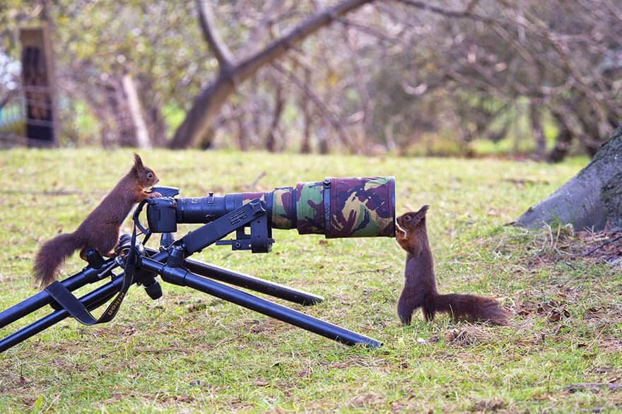 animaux apprentis photographes
