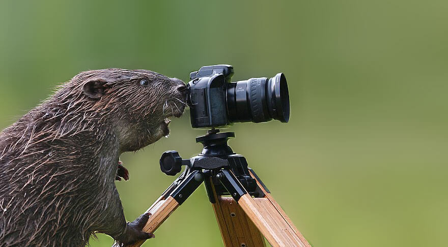 animaux apprentis photographes