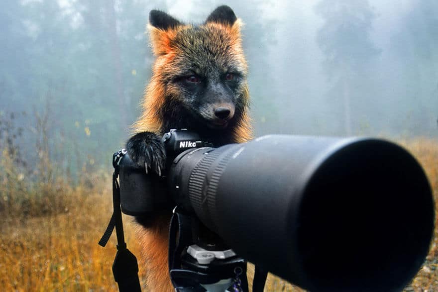 animaux apprentis photographes