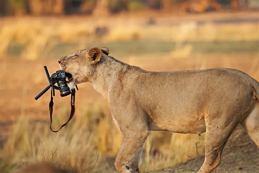 animaux apprentis photographes