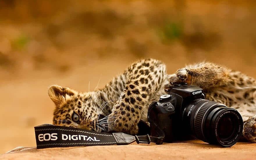 animaux apprentis photographes