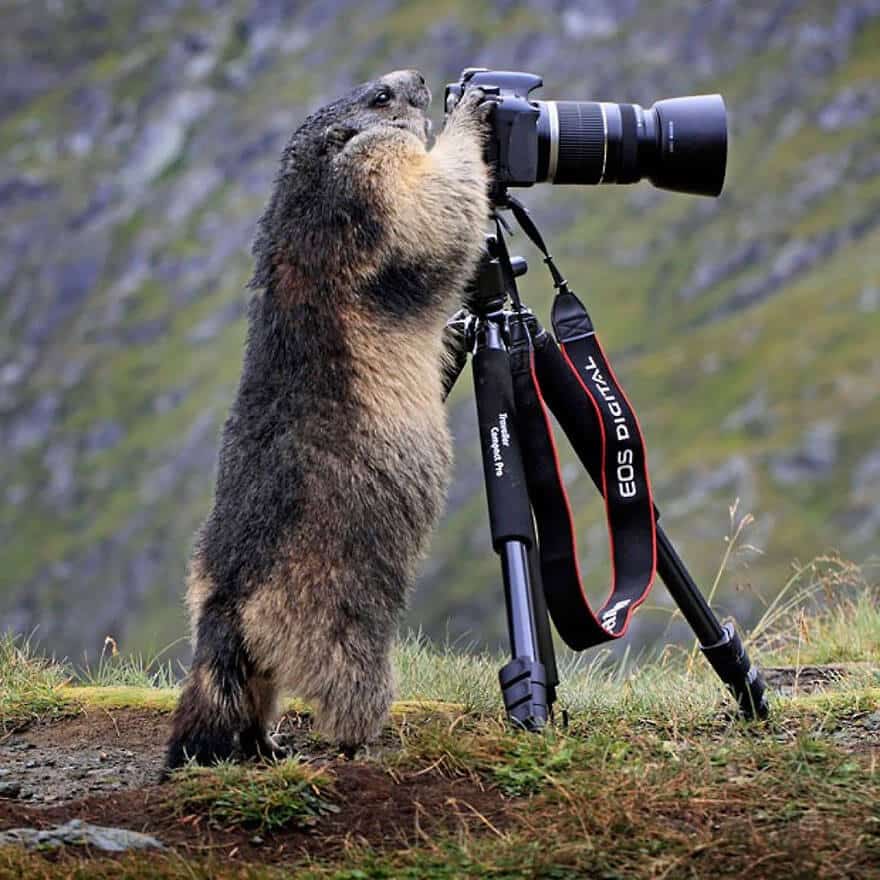 animaux apprentis photographes
