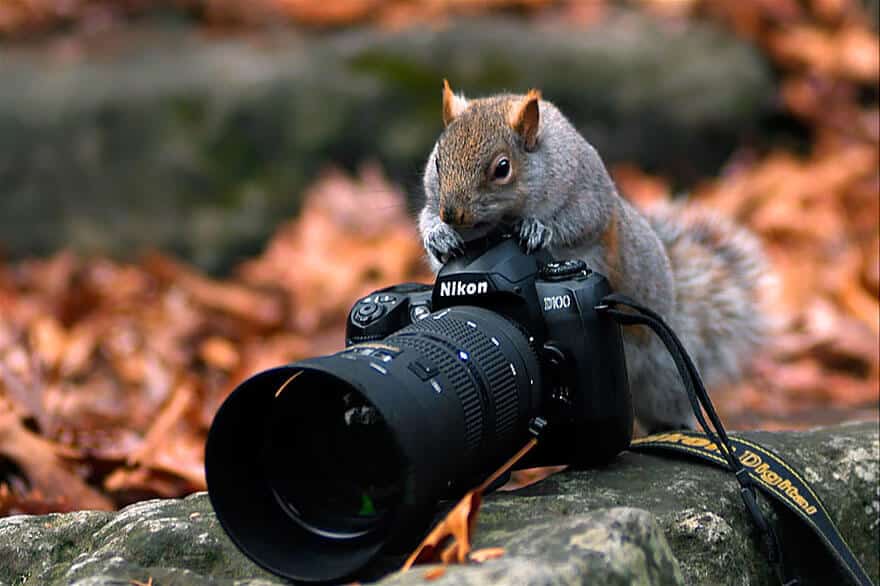 animaux apprentis photographes