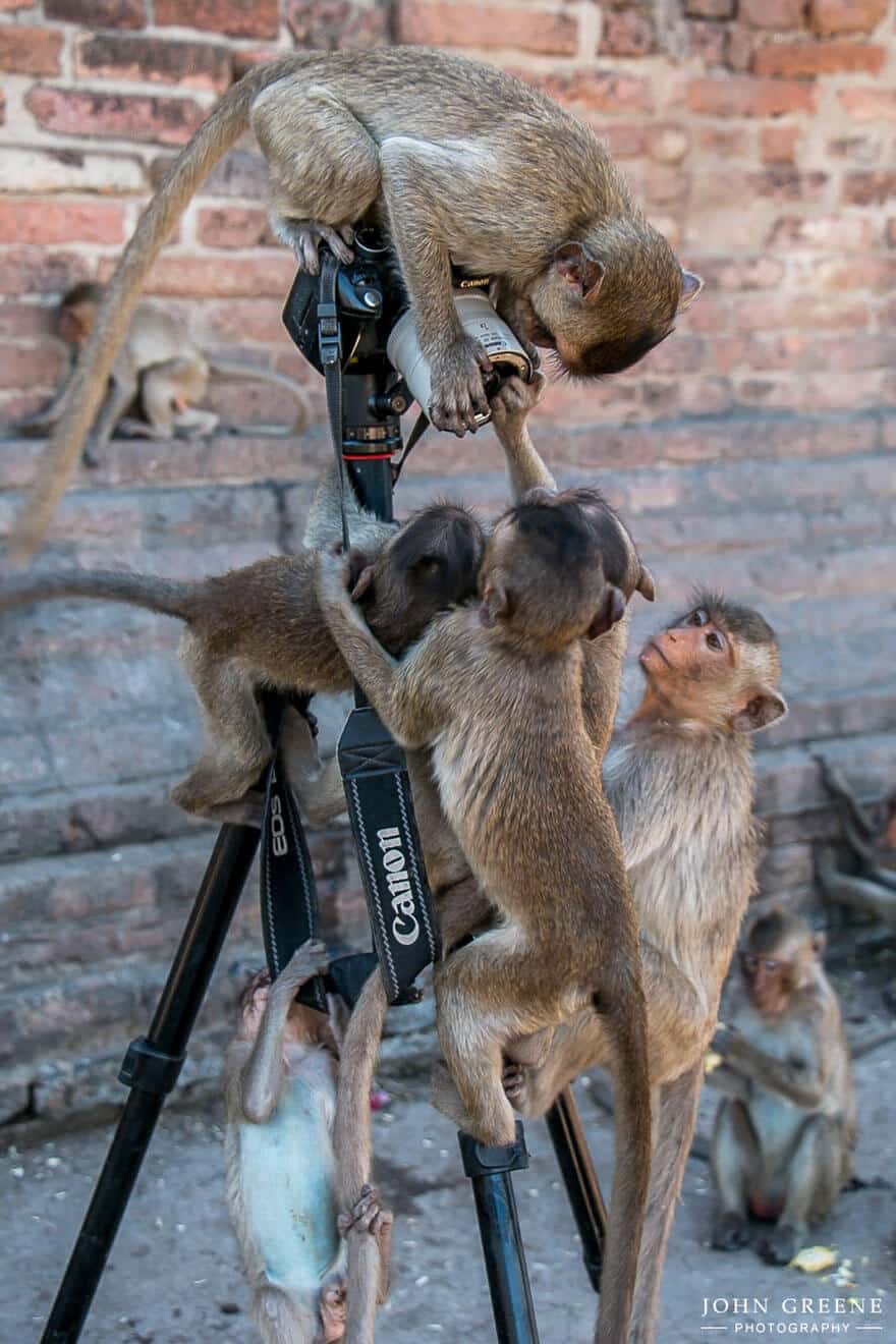 animaux apprentis photographes