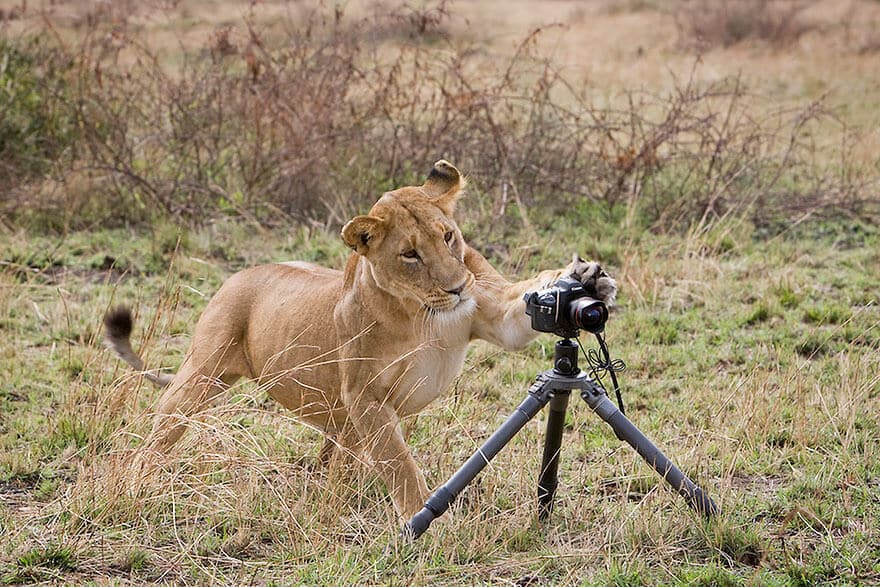 animaux apprentis photographes