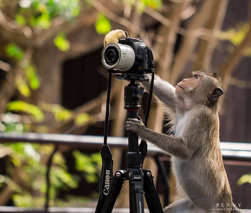 animaux apprentis photographes