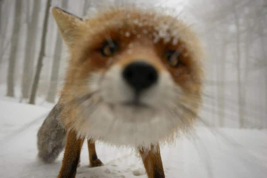 animaux apprentis photographes