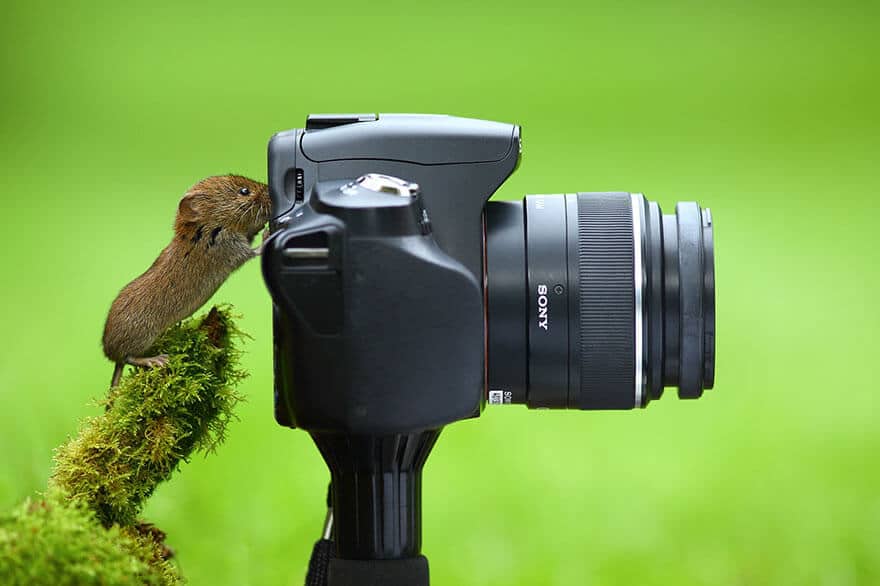 animaux apprentis photographes