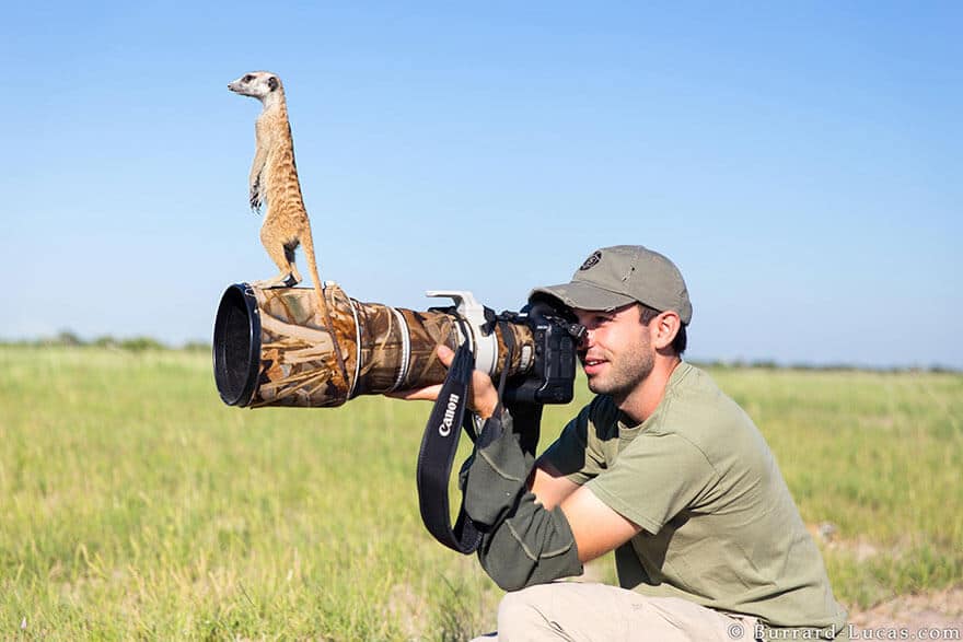animaux apprentis photographes