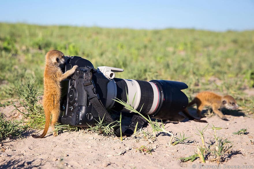 animaux apprentis photographes