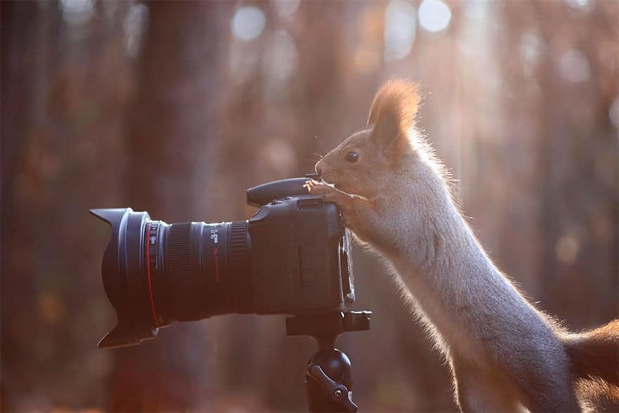 animaux apprentis photographes