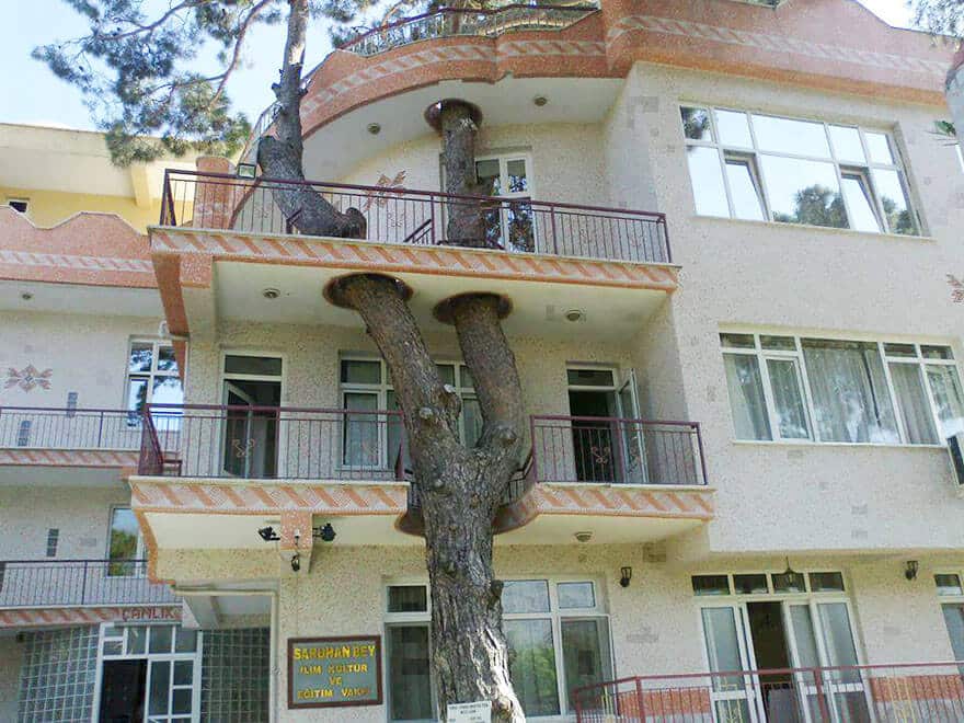 architecture autour d'arbres