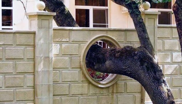 Au lieu d’abattre ces arbres, les architectes ont choisi de s’adapter architecture autour d'arbres