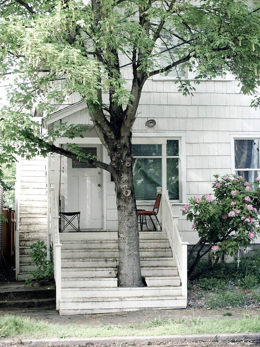architecture autour d'arbres