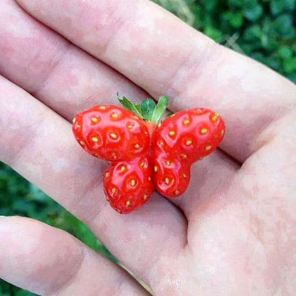 fruits et légumes difformes