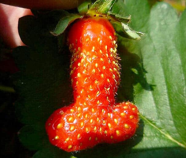 fruits et légumes difformes