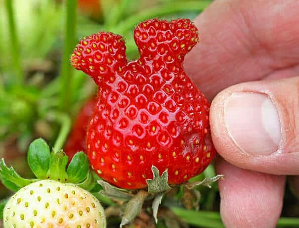 fruits et légumes difformes
