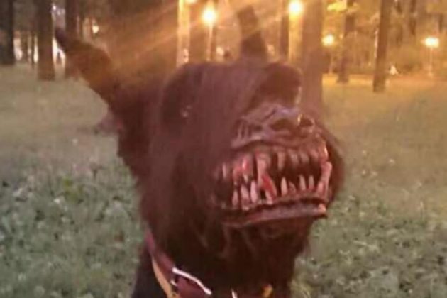 Cette terrifiante muselière fait de votre chien un loup-garou muselière chien féroce, loup-garou