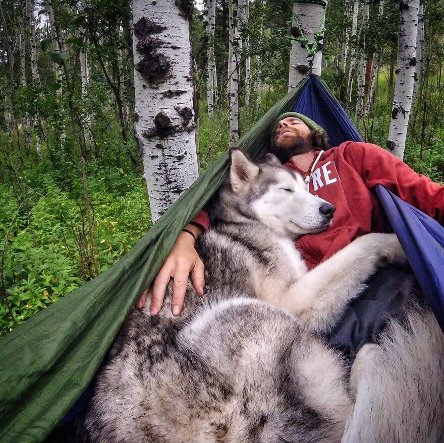 Loki, husky, aventure, ami