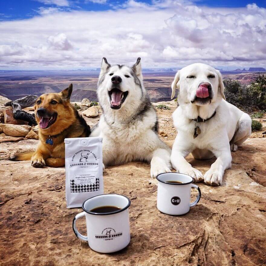 Loki, husky, aventure, ami