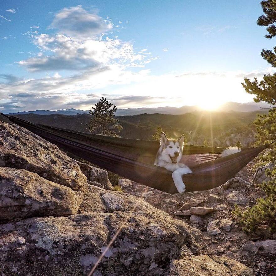 Loki, husky, aventure, ami
