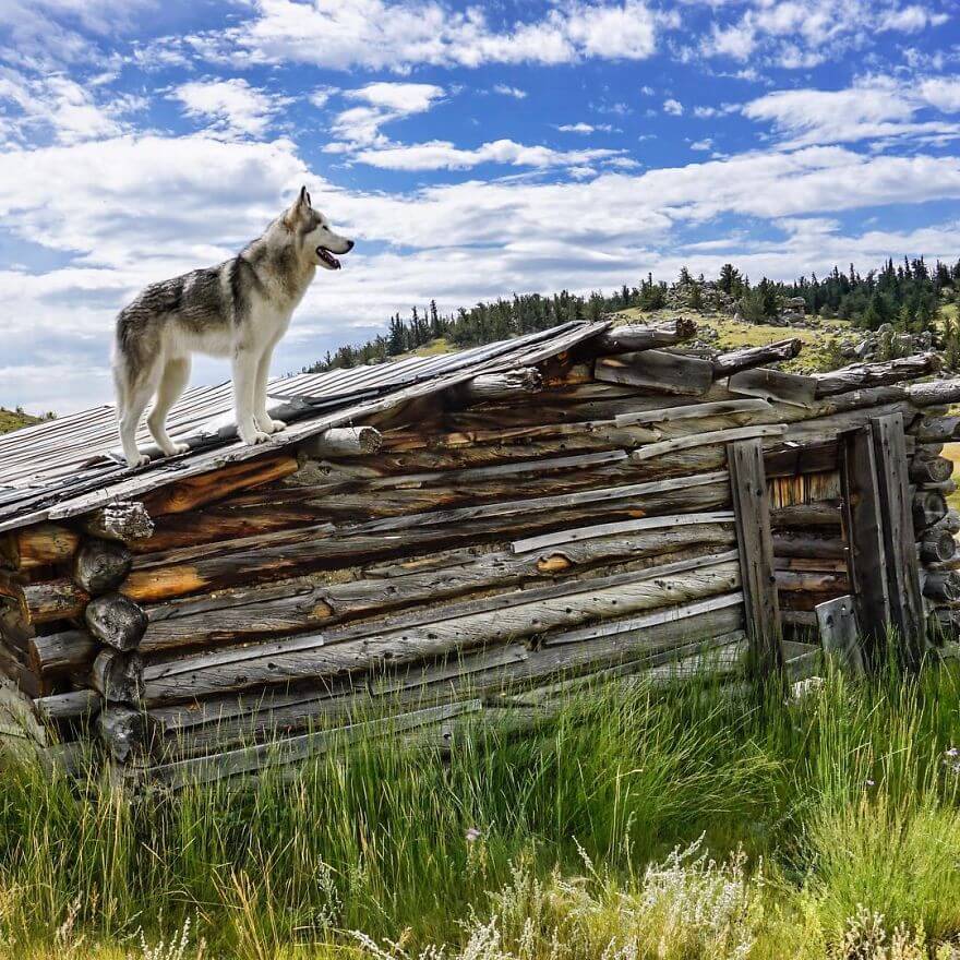 Loki, husky, aventure, ami